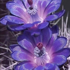 Meet your Posher, Adela